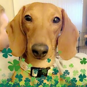 Meet your Posher, Sherry